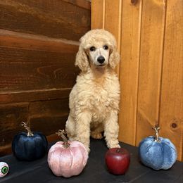 Jazz - Cream female Poodle puppy in Dora, Missouri from Bear Cub Standard Poodles