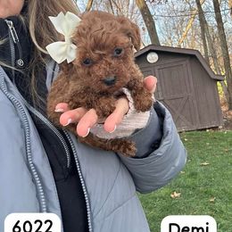Boy 2 - male Goldendoodle puppy in Mint Hill, North Carolina from DoodleForever