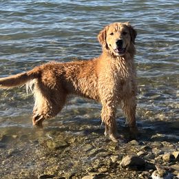 Drama - Golden Retriever