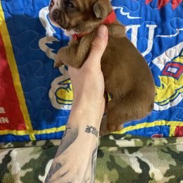 Big Red - Red male Bulldog puppy in Topeka, Kansas from Midwest Monster Made Bulldogs