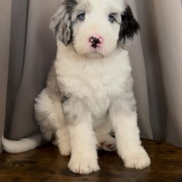 Primrose - Merle female Assorted Doodle Crosses puppy in Mesa, Arizona from Arizona Doodle Trails