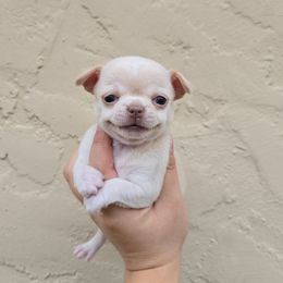 Cream girl - Cream female Chihuahua puppy in Vineland, New Jersey from Royal Companion's
