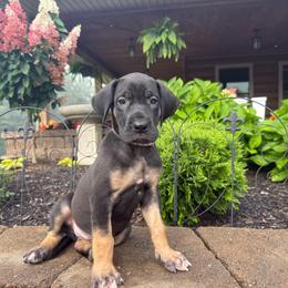 Rosemary - Black female Great Dane puppy in Corsica, Pennsylvania from Ferguson Family Danes LLC