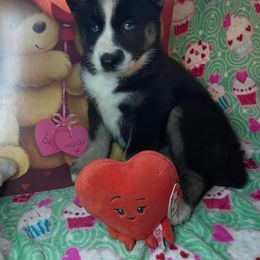 Siberian Husky Puppies from Siberian Huskies-Beckham the Great