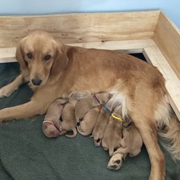 Golden Retriever puppies from Sarah Johnson