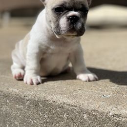 French Bulldog Puppies from Head Turner Kennels, LLC