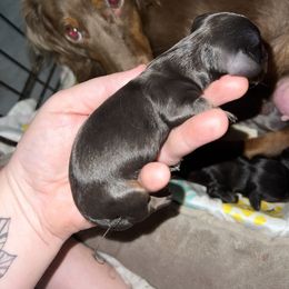 BLACK TAN DAPPLE MALE - Dapple Dachshund puppy in Butler, Ohio from Davis’s Dachshunds
