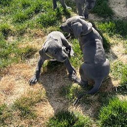 Great Dane Puppies from Cable Creek Danes