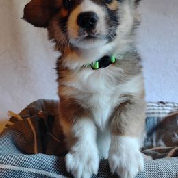 Green collar - Sable male Pembroke Welsh Corgi puppy in Yelm, Washington from Tolbolton Creek Corgis