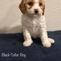 Cavapoo Puppies from The West Family