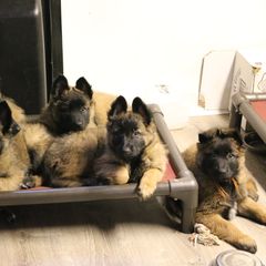 Belgian Tervuren Puppies from Wildrose Working Belgians