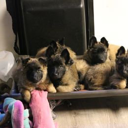 Belgian Tervuren Puppies from Wildrose Working Belgians