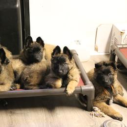 Belgian Tervuren Puppies from Wildrose Working Belgians