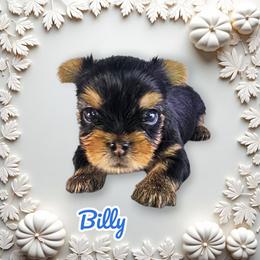 Billy - Blue and gold male Yorkshire Terrier puppy in Denver, Colorado from Totty's Tiny Paws