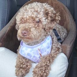 Ollie - Poodle
