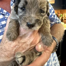 Aussiedoodle and Cockapoo Puppies from Sassy Bob’s Designer Dogs