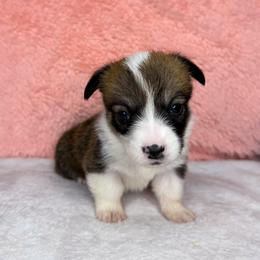 CRYSTAL - Sable female Pembroke Welsh Corgi puppy in Ritzville, Washington from Sapphire Iris Corgis