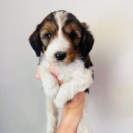 Remy - Parti male Goldendoodle puppy in Auburn, Indiana from Martin’s Doodles