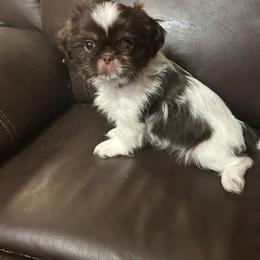 Fudge Ripple - Liver and white male Shih Tzu puppy in Hickory, North Carolina from PAWSitive Breeders of the Carolinas