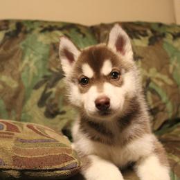 Siberian Husky Puppies from Tevana Siberians LLC