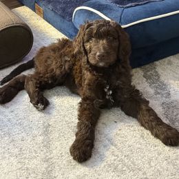 Goldendoodle Puppies from Daisy Mae Doodles