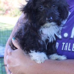 Aussiedoodle, Miniature Australian Shepherd, Poodle, and Toy Australian Shepherd Puppies from Mowry Creek Mini Aussiedoodles and More