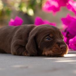Purple - Chocolate and tan female Dachshund puppy in Bakersfield, California from LongDogs Bakersfield