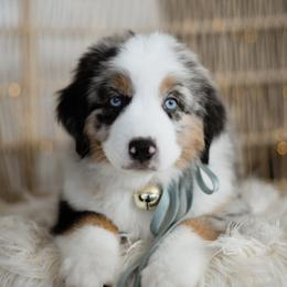 GUMDROP - Blue merle male Miniature American Shepherd puppy in Pasco, Washington from ROCK CREEK