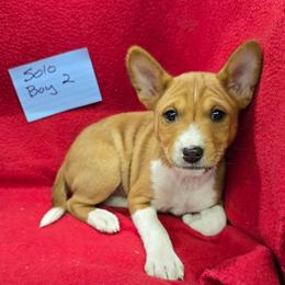 Solo boy 2 - Red and white male Basenji puppy in Caldwell, Texas from Candyce Witte