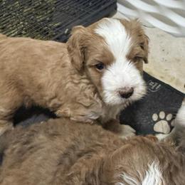 Orange - Yellow and white male Bernedoodle puppy in Petersburg, Michigan from Brittany’s Mini Bernedoodles