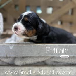 Frittata - Tri-color female Bernedoodle puppy in Temecula, California from Brookside Bernedoodles