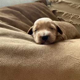 Arthur - Red male Cockapoo puppy in Yuba City, California from The Doodle Barn