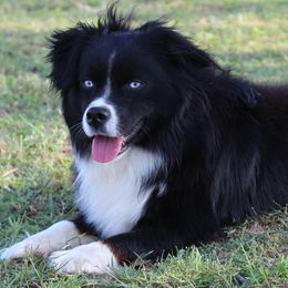 Miniature Australian Shepherds and Toy Australian Shepherds from BK Rustic Aussies