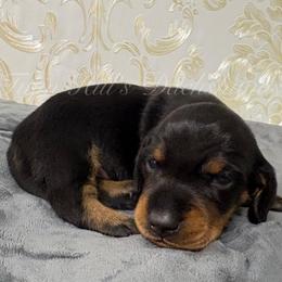 Girl 2 - Black and tan female Dachshund puppy in Jonesboro, Illinois from Twin Hills Dachshunds