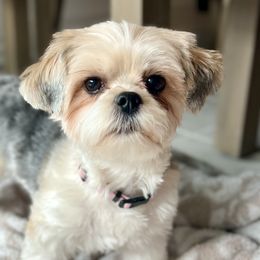 Yorkshire Terriers from Rogers Family Yorkies