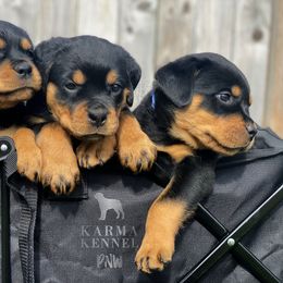 Rottweiler Puppies from KarmaKennelPNW
