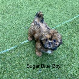 Blue boy 1 - Black and tan male Shih Tzu puppy in Zeigler, Illinois from Dandy Little  Shih Tzu, Shih Poo's and Toy Poodles