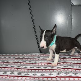 Aqua Collar Female - White black and brindle female Miniature Bull Terrier puppy in Fontana, California from JLB Beagles & MBT