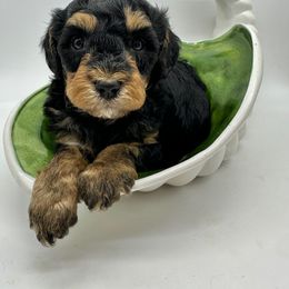Tinsel Belle - Tri-color female Bernedoodle puppy in Thornville, Ohio from Four Front Doodles & Friends