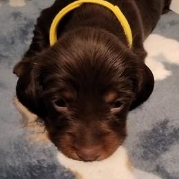 Dachshund Puppies from Wilson's Kennels