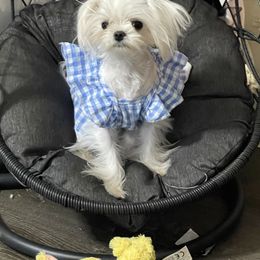 Cavapoo, Cockapoo, Maltese, and Poodle Puppies from Clearview Canines