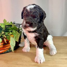 Kale - Chocolate male Australian Labradoodle puppy in Warrensburg, Missouri from 4Leaf Labradoodles