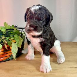 Kale - Chocolate male Australian Labradoodle puppy in Warrensburg, Missouri from 4Leaf Labradoodles