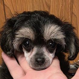 Tiny Mazie - Phantom female Poodle puppy in Wittmann, Arizona from Marlees Puppies 1