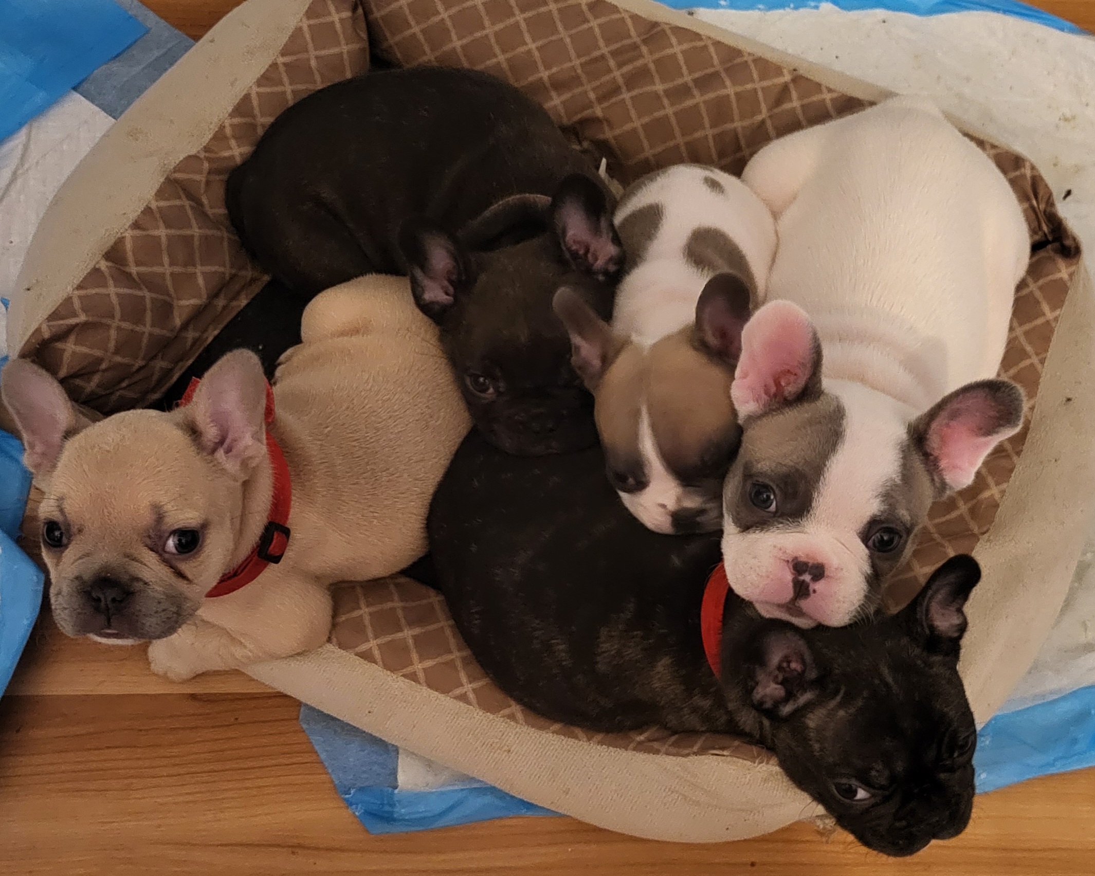 French Bulldog puppies from Wilkson's French Bulldogs