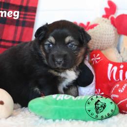 Nutmeg - Black tri female Miniature Australian Shepherd puppy in Garden Plain, Kansas from Krazy K Aussies