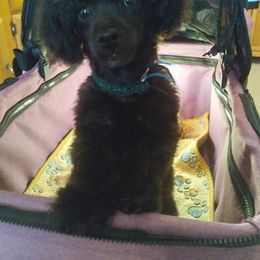 Poodle Puppies from Precious Poodle Babies