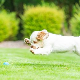 Clumber Spaniel Puppies from SunMagic Clumber Spaniels