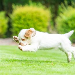 Clumber Spaniel Puppies from SunMagic Clumber Spaniels