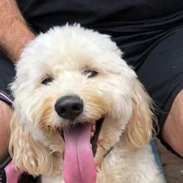 Goldendoodles from O.C. Goldendoodles Love